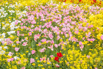 Two red and a glade of pink tulips