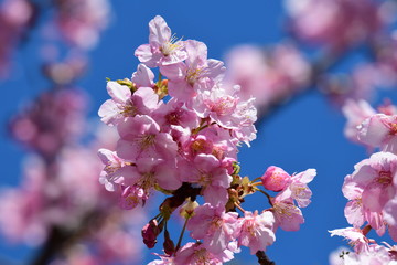 桜、サクラ、満開の河津桜、青空