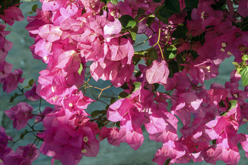A close-up of beautiful pink bougainvillea flowers