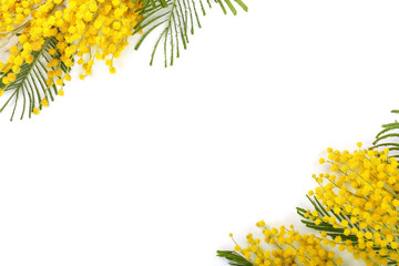 mimosa isolated on white background with copy space for your text. Top view - obrazy, fototapety, plakaty