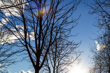 Solid blue sky background with tree branches silhouettes in the foreground