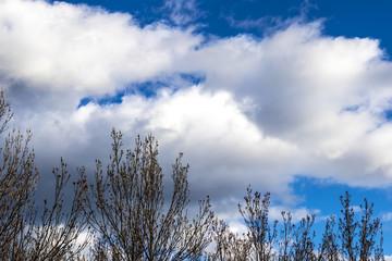 Solid blue sky background with tree branches silhouettes in the foreground