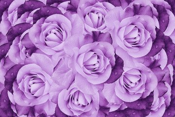 Floral  pink-violet  beautiful background.  Flower composition  of  roses  flowers.  Close-up.  Nature.