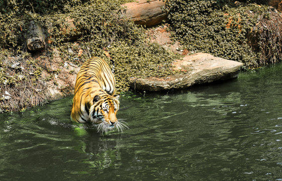 Sumatran tiger walking in to river while looking straight forward.