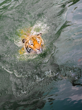 Head of Sumartran tiger while swimming in river.