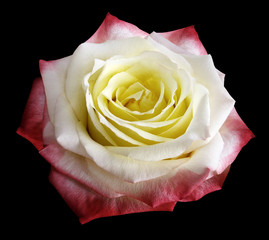 Rose  white-red-yellow  flower  on the black isolated background with clipping path.  no shadows. Closeup.  Nature.