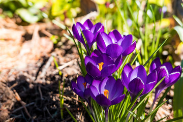 seven purple crocus flowers on the grassy ground under the sun 