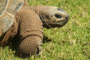 Obraz premium Head and shoulders image of Giant Tortoise (Geochelone)