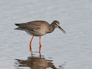 Spotted redshank (Tringa erythropus)
