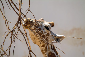 A close-up of a giraffe feeding - eating twigs from a tree