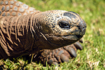 Close-up of head of Giant Tortoise (geochelone)