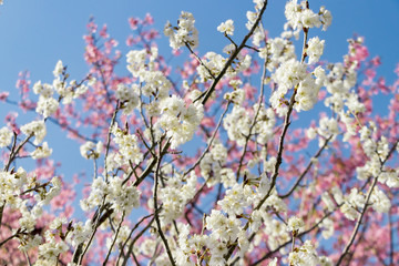 美しい白梅と河津桜