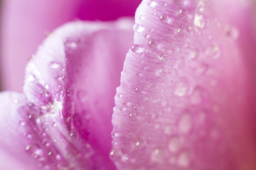 Tulip macro