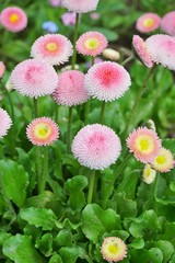 Beautiful pink daisy - Bellis perennis © skorpionik00