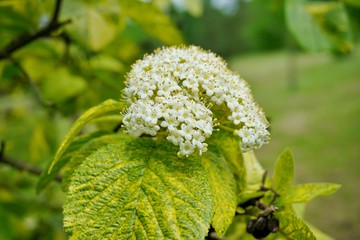 Viburnum lantana ,Variegatum
