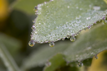 Drops on Leaf , Dew drops close up