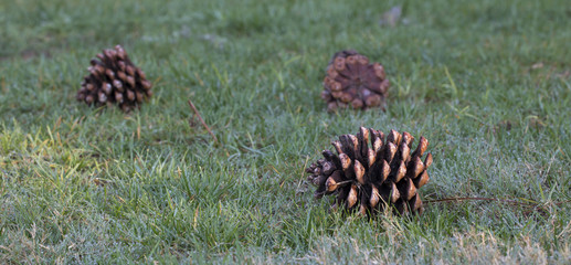 Pinecone © lucid_dream