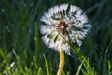Dandelion