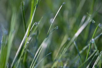 Drops on Leaf , Dew drops close up