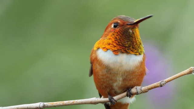 An adult male rufous hummingbird perched looking around.