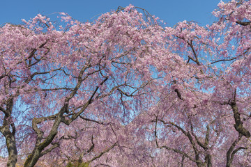 Beautiful sakura flower tree blossom in springtime in Kyoto, Japan