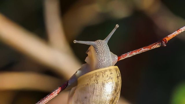 Flea after snail