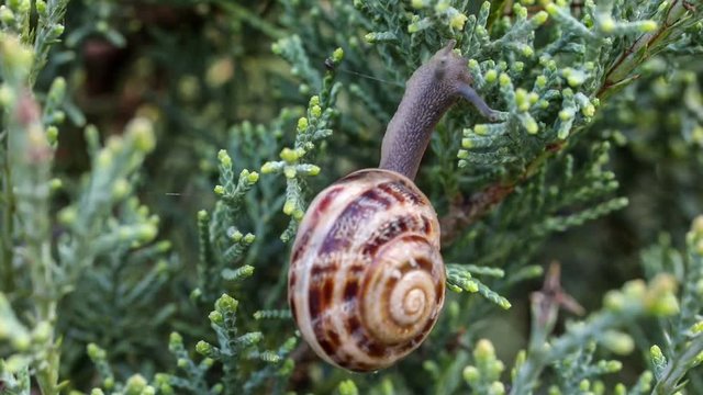 Flea after snail
