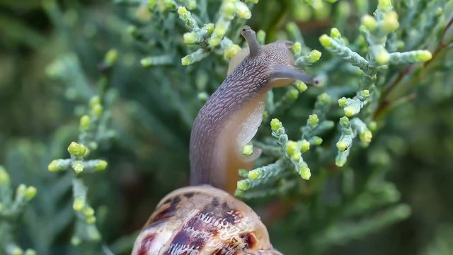 Flea after snail
