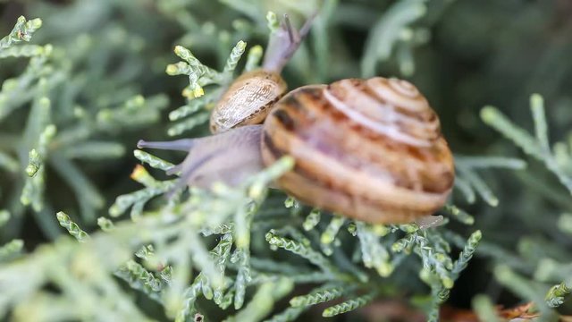 Flea after snail