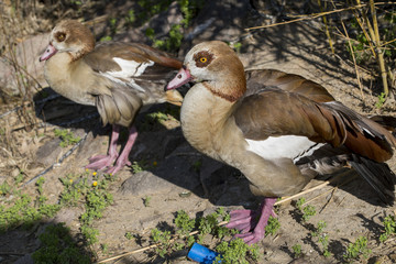 Couple Mandarin Duck
