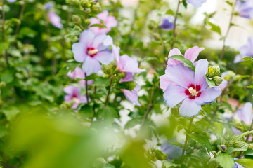 A bush of beautiful pink flowers. Nature background.