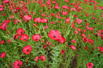 Linum grandiflorum - Red flowers in the botanical garden
