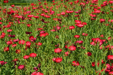 Linum grandiflorum - Red flowers in the botanical garden

