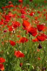 Fototapeta na wymiar red poppies on a meadow 