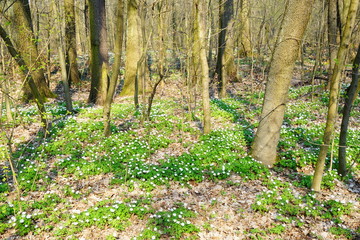Spring forest and beautiful , white anemones
