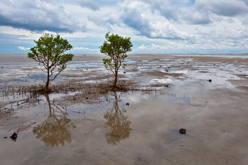 mangroves mudflat northern territory