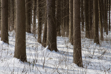 484-80 Spruce Forest