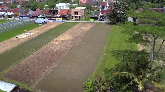 Beauty aerial footage of rice farm side near house neighborhood, Indonesia