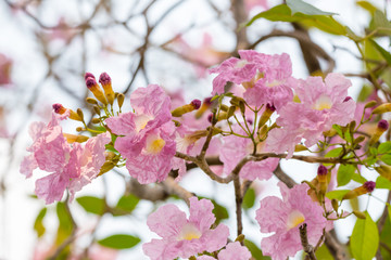 Pink Tabebuia rosea flower