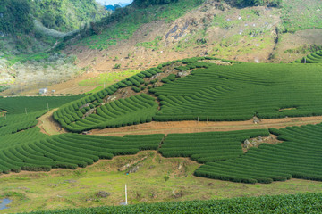 Tea plantation landscape on clear day. Tea farm with blue sky and white clouds.