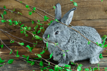Grey Bunny Rabbit On Wooden Background Among Green Branches, The Concept Of Spring And Easter