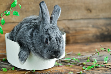 Hares, Rabbits Gift Box On Wooden Background Among The Green Easter Background Greeting Card