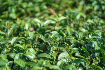 Fototapeta premium Tea leave in tea plantation