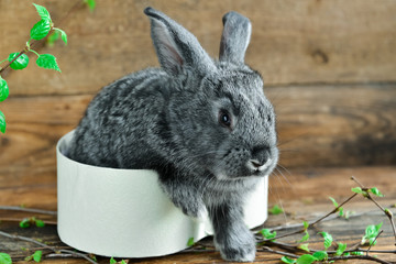 Hares, Rabbits Gift Box On Wooden Background Among The Green Easter Background Greeting Card