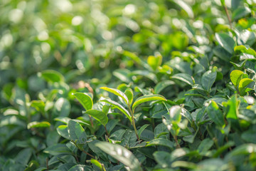 Tea leave in tea plantation