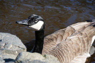Goose 01