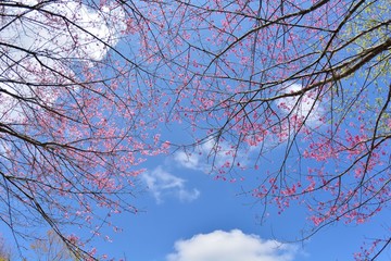Mountain landscape-Mountain View Resort in the Hsinchu,Taiwan.Photo taken on:MARCH 10,2018