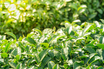 Tea leave in tea plantation