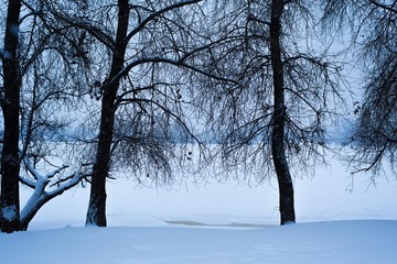 Winter trees on the river bank