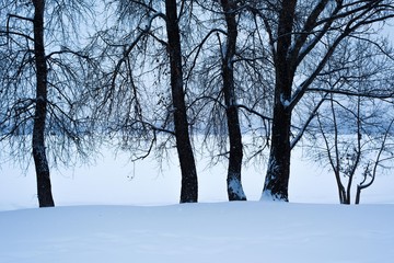 Fototapeta na wymiar Winter trees on the river bank